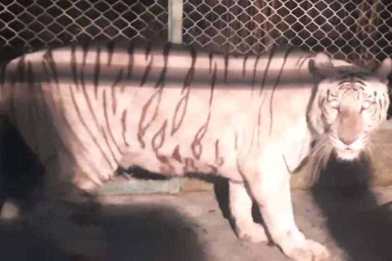 Lucknow Zoo: 'Indra' came from Chennai to Lucknow after traveling 2100 km, will enhance the glory of Lucknow Zoo