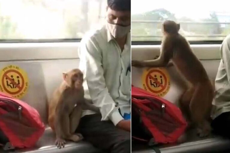 Metro's unique experiment to eliminate the terror of monkeys