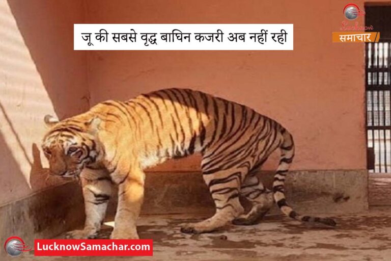 जू की सबसे वृद्ध बाघिन कजरी अब नहीं रही
